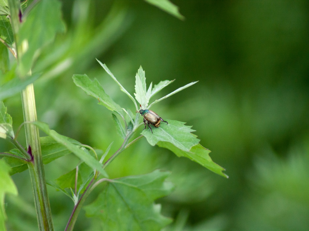 Rutelidae: Mimela junii